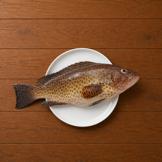 Grouper Reef Cod Hamour