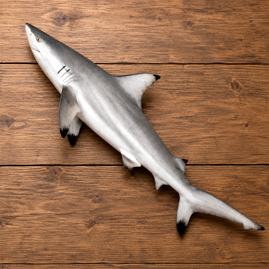 Shark