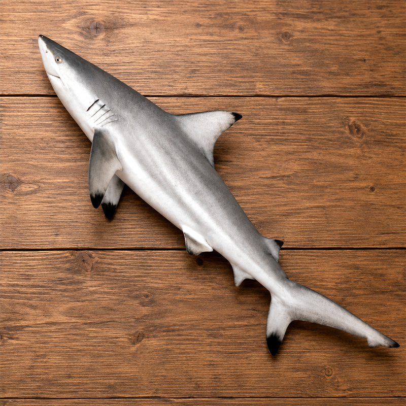 Shark