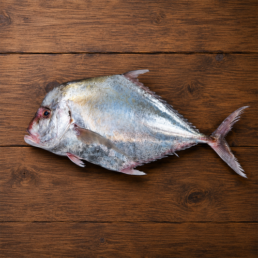 Silver Trevally